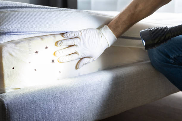 Best Affordable Pest Control Services  in Gig Harbor, WA