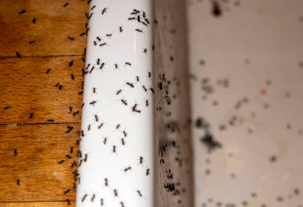 Best Spider Control Near Me  in Gig Harbor, WA