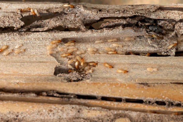 Trusted Gig Harbor, WA Pest Control Experts